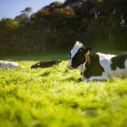 Dairy waste is being turned into bioplastics and plant food
