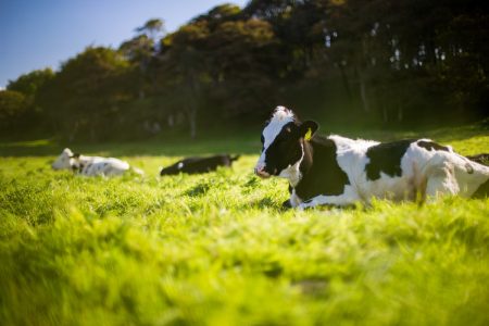 Dairy waste is being turned into bioplastics and plant food
